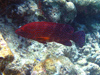 Plectropomus pessuliferus - Cernia Corallina - Maldive