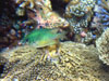 Chromis Viridis - Damigella Verde - Seychelles