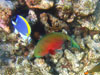 Chlorus Strongylocephalus - Pappagallo Rosso - Maldive