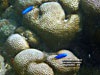 Lutjanus Monostigma - Azzannatore Maculato - Seychelles