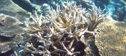 Acropora Acuminata - Isole Maldive